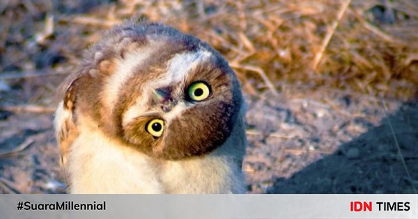 6 anggapan umum tentang hewan ini ternyata cuma mitos