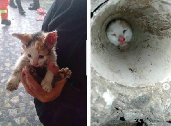 Petugas Damkar Makassar Selamatkan Anak Kucing Terjebak di Pipa