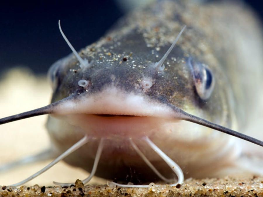 Рыба с усами фото