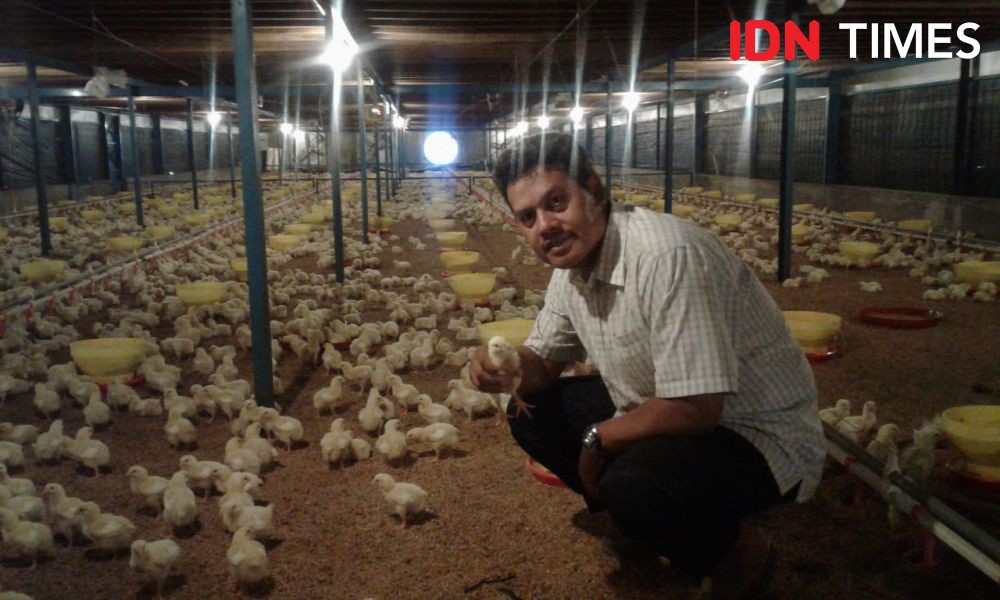 Merugi Puluhan Miliar Peternak Akan Bagikan 11 Ribu Ayam Gratis