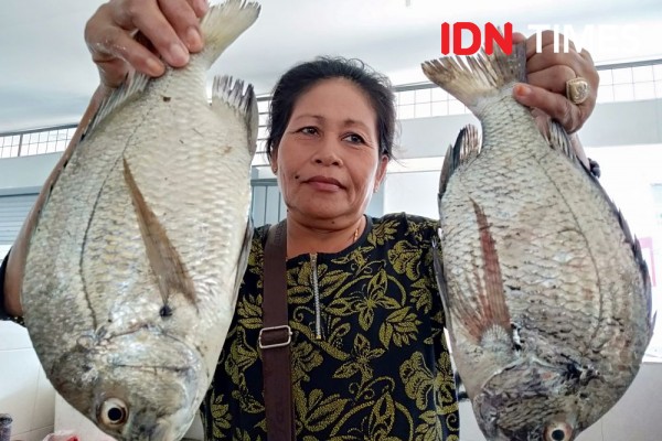 77 Koleksi Ikan Air Laut Semarang Gratis Terbaik