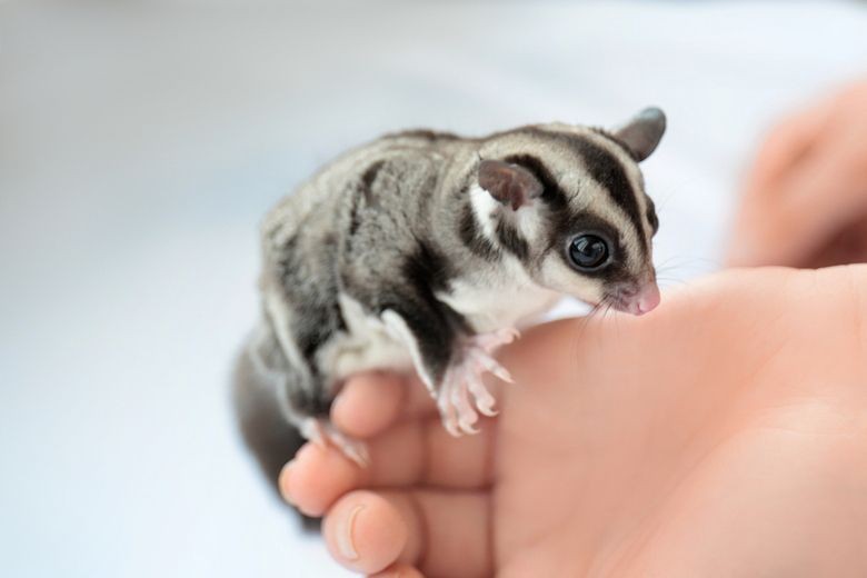 Fakta Unik Sugar Glider Hewan Peliharaan Populer yang Lucu dan Lincah