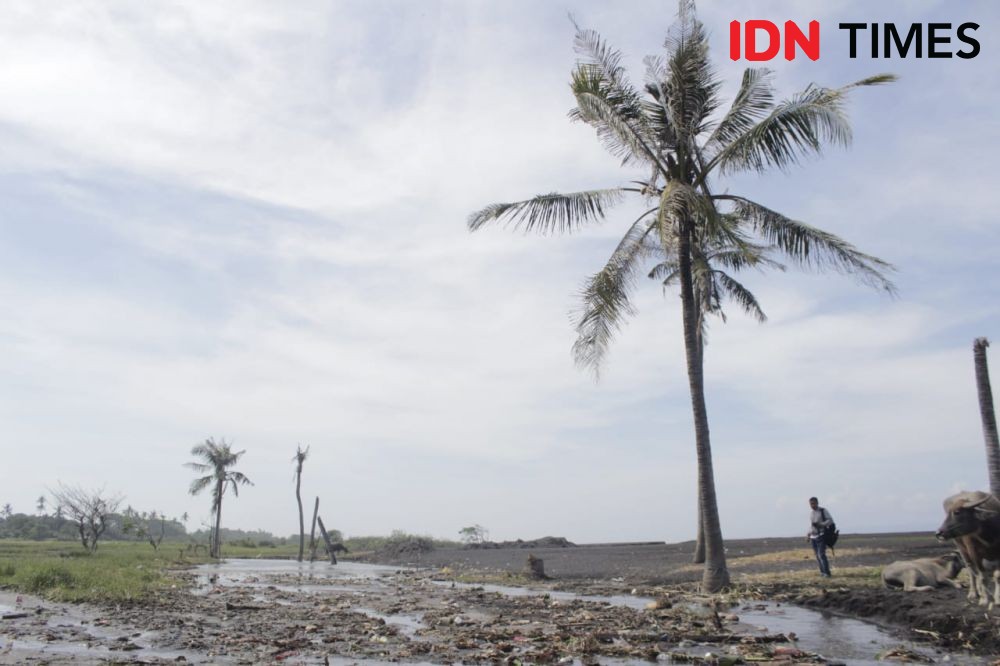 Puluhan Hektare Lahan Sawah Warga di Lepang Klungkung Tergerus Abrasi
