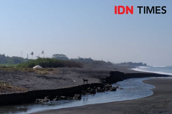Puluhan Hektare Lahan Sawah Warga di Lepang Klungkung Tergerus Abrasi