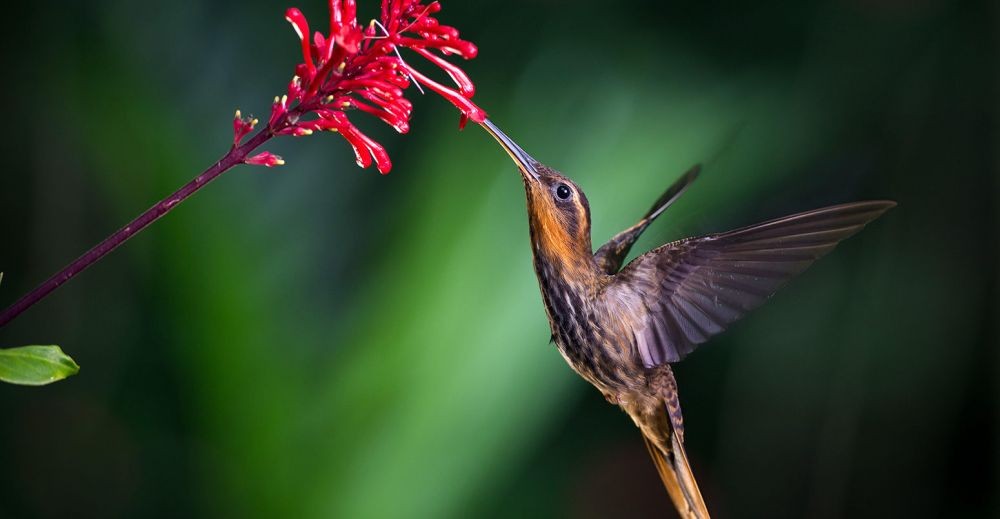 4 Fakta Unik Iklim Tropis  Beruntungnya Jadi Orang Indonesia  