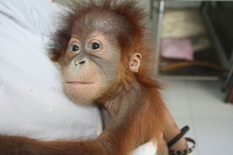 Penyeludupan Tiga Orangutan Sumatera ke Malaysia Berhasil Digagalkan