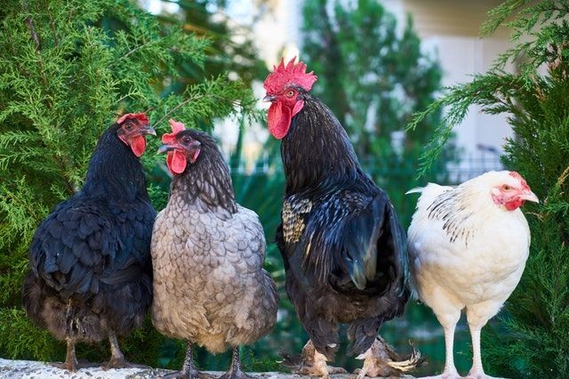 AFJ: Tinju Ayam Termasuk Bentuk Eksploitasi Satwa