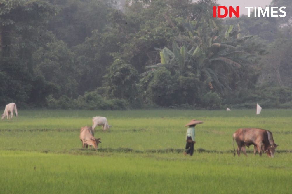 Dampak Kemarau, 3.500 Hektare Padi di Kotawaringin Gagal Panen 