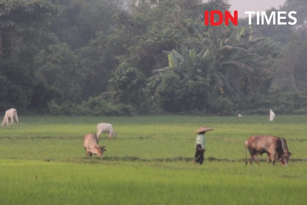 Musim Kemarau, BMKG Prediksi 8 Daerah di Jawa Barat Alami Kekeringan