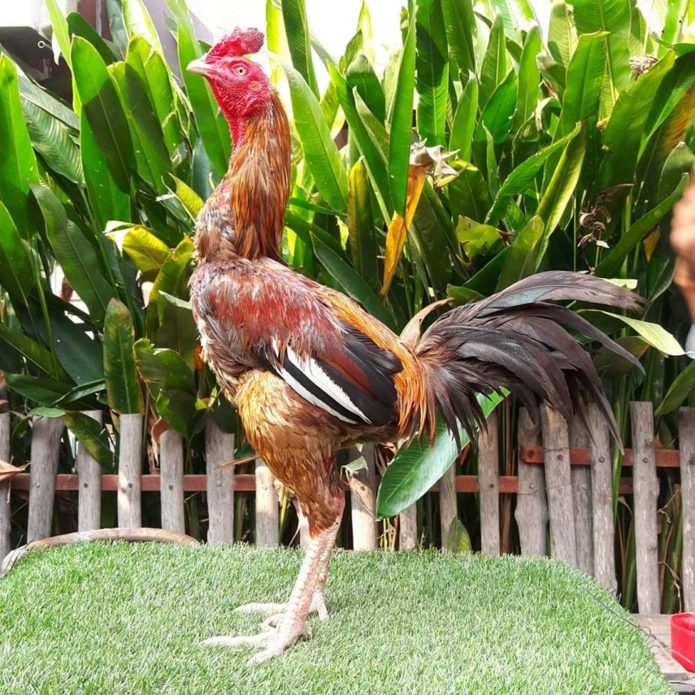 Dianggap Eksploitasi Hewan, Kontes Tinju Ayam Tetap Akan Digelar
