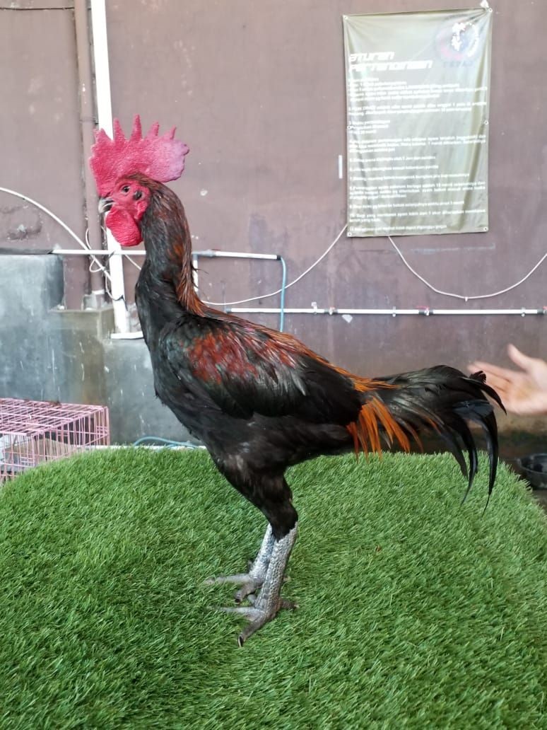 Ratusan Penggemar Ayam Aduan Bakal Ikuti Kontes Tinju Ayam di Bantul