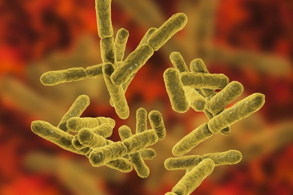 10 Bakteri Paling Bermanfaat di Tubuh Manusia, Punya Fungsi yang Baik