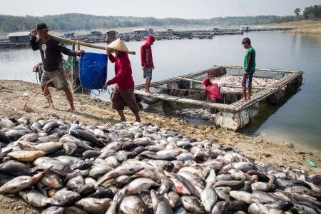 Ribuan Ikan Waduk Kedungombo Mendadak Mati. Apa Penyebabnya?