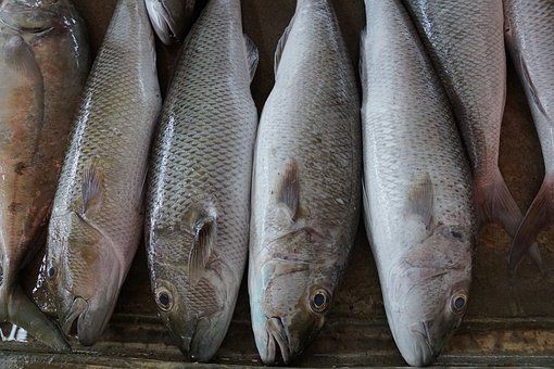 Ribuan Ikan Waduk Kedungombo Mendadak Mati. Apa Penyebabnya?