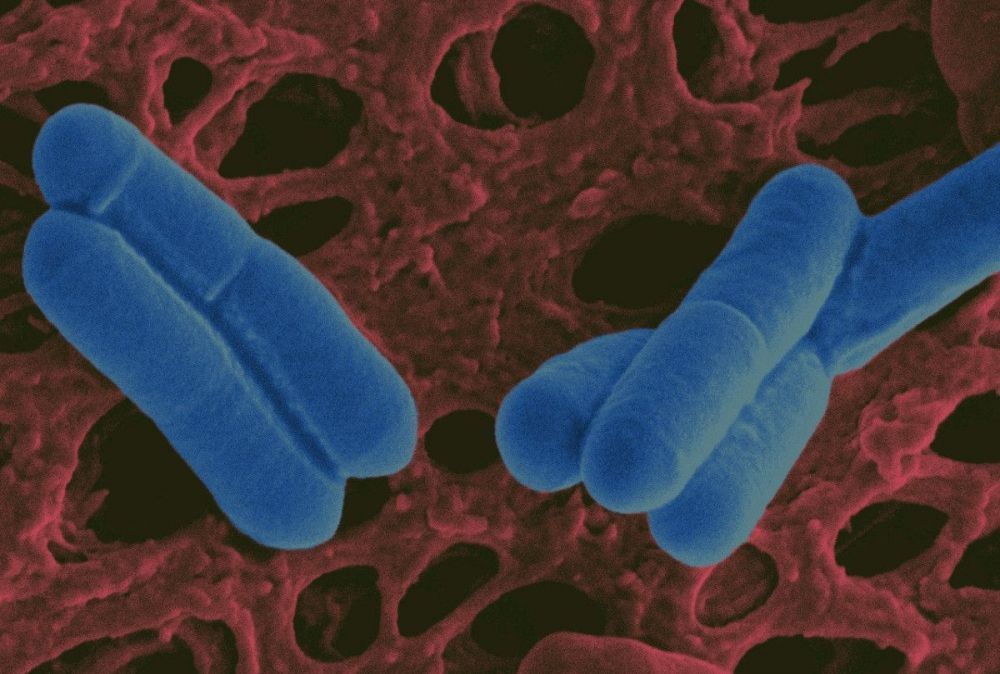 10 Bakteri Paling Bermanfaat di Tubuh Manusia, Punya Fungsi yang Baik