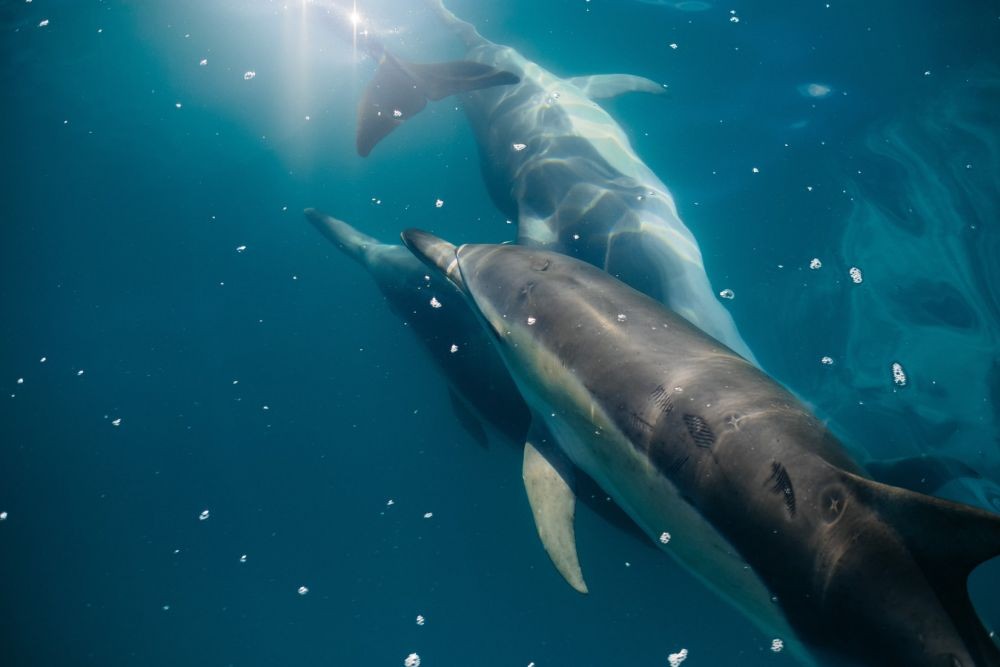 Kawanan Lumba-lumba Terlihat di Pantai Lovina, Berkah Pariwisatakah?