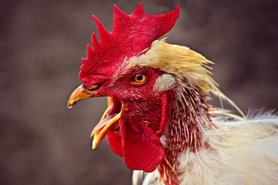 Panitia Klaim Kontes Tinju Ayam Bukan Eksploitasi 