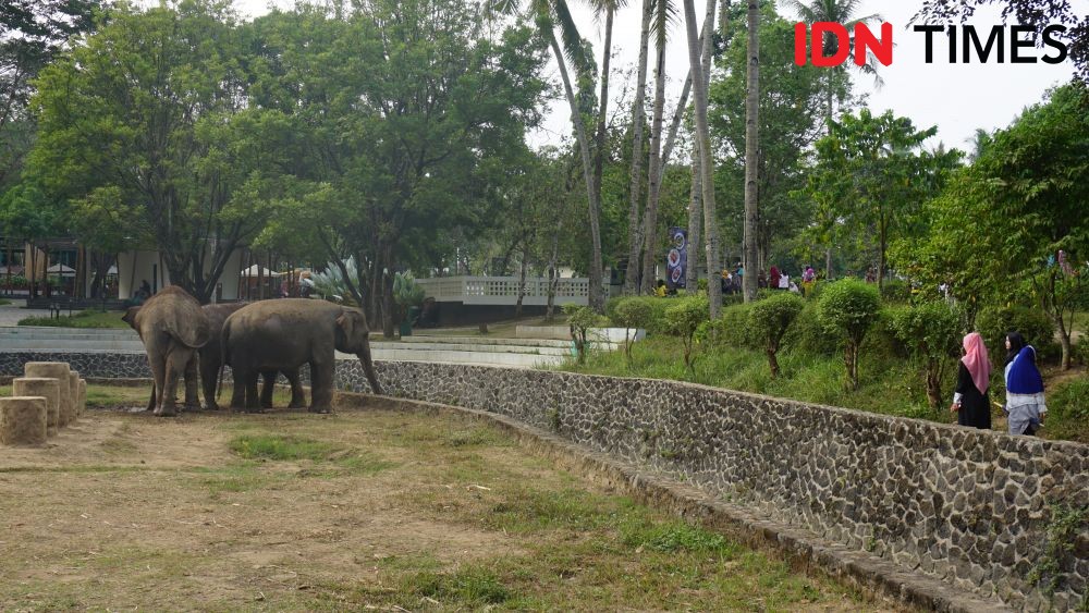 Saya Sedih Melihat Penderitaan Gajah di Candi Borobudur