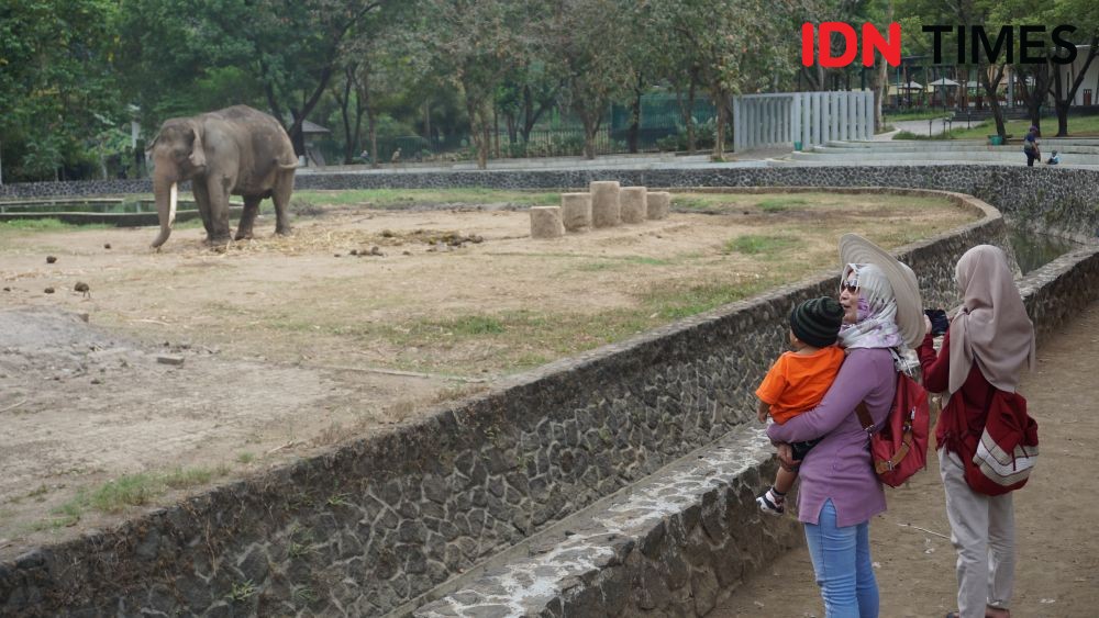 Dukung Kesejahteraan Gajah, AFJ Temui Pengelola Candi Borobudur