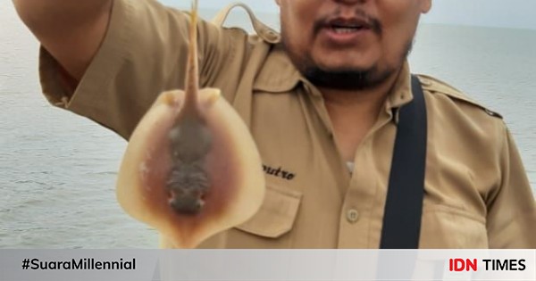Berlibur Di Pantai Waspadai Sengatan Ikan Pari