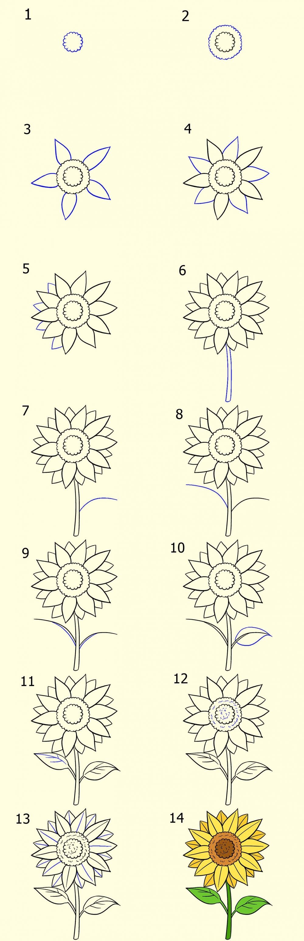 3 Cara Menggambar Sketsa Bunga Yang Simple Dan Mudah Ditiru