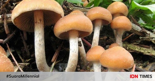 13 Fakta Medis Magic Mushroom, Jamur Penyebab Halusinasi