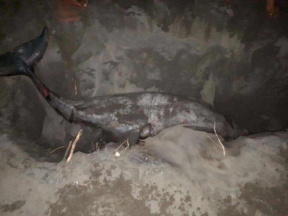Diduga Dibunuh, Seekor Lumba-lumba Ditemukan Mati di Pantai Depok