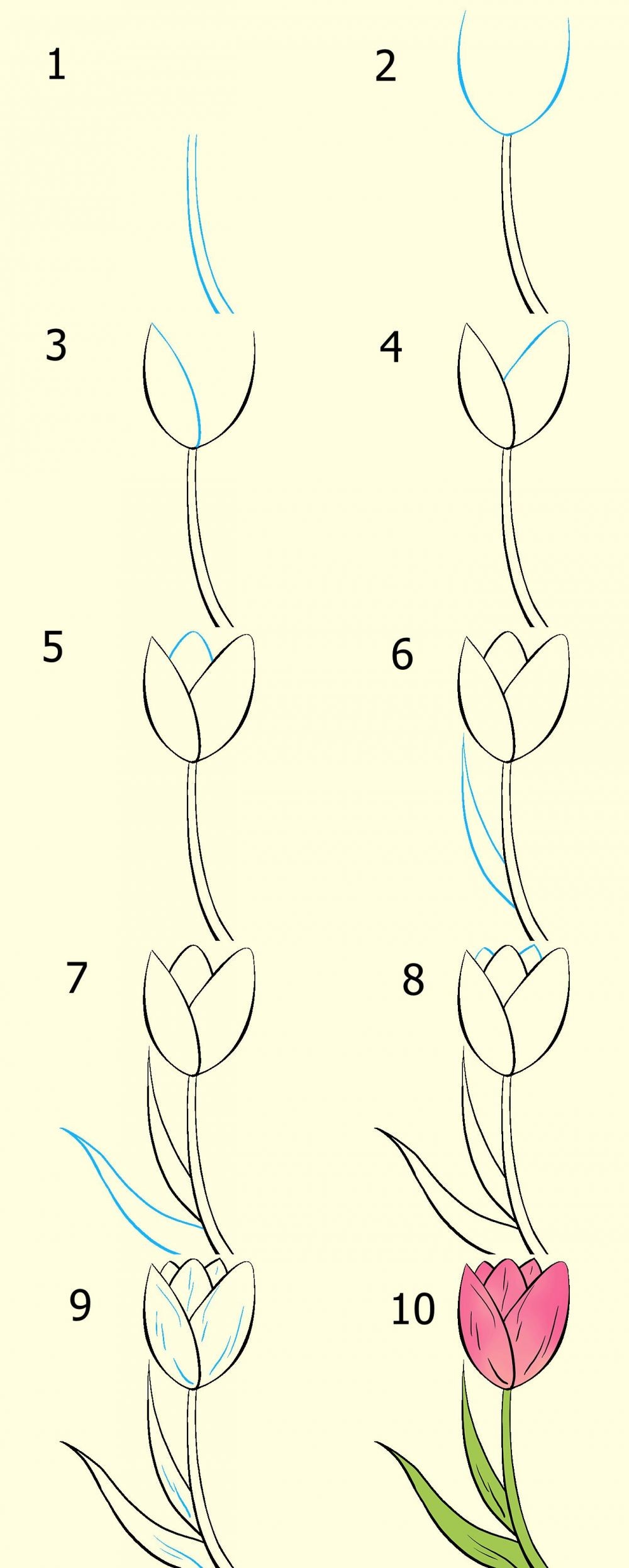 Cara Menggambar Bunga Tulip Langkah Demi Langkah