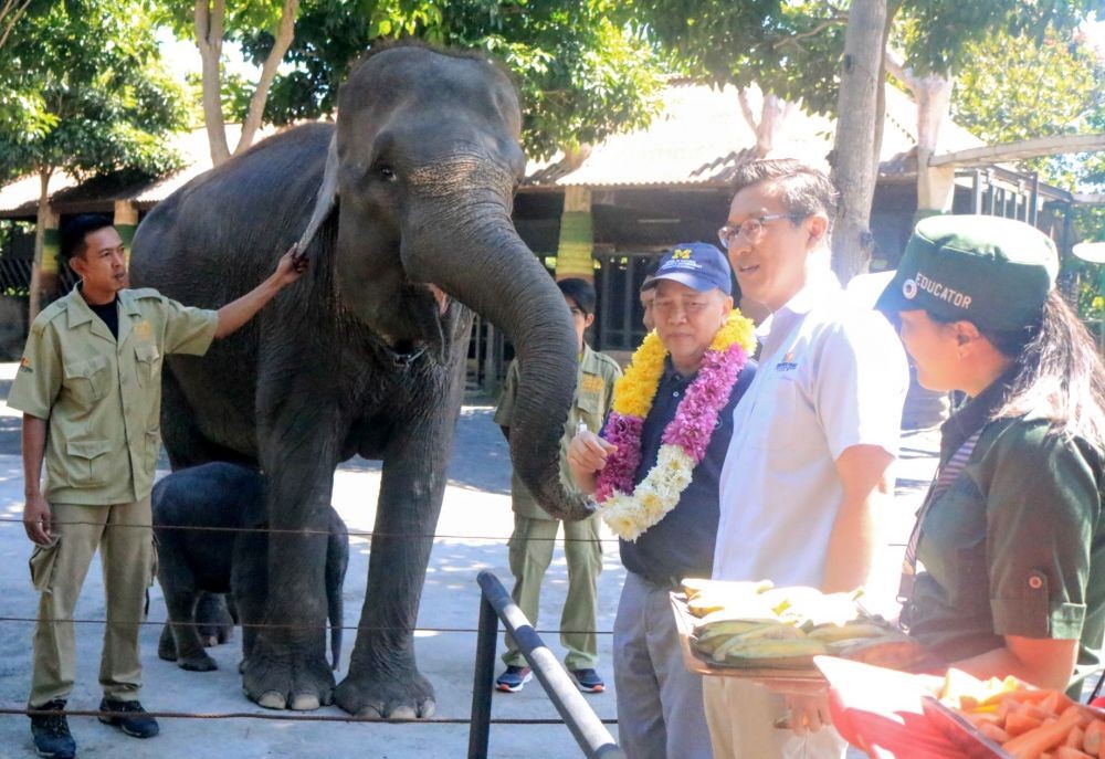 Gajah Secret Zoo Jatim Park 2 Melahirkan Anakan Jantan  