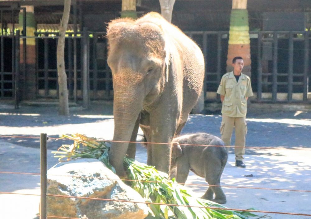 Gajah Secret Zoo Jatim Park 2 Melahirkan Anakan Jantan  