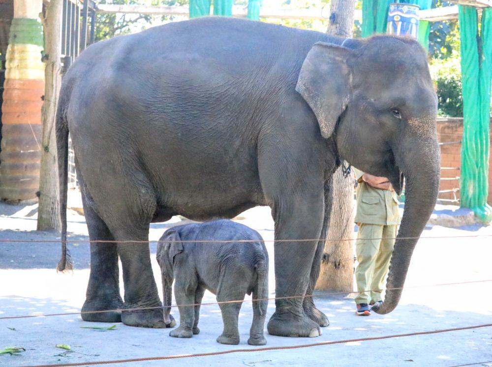 Gajah Secret Zoo Jatim Park 2 Melahirkan Anakan Jantan  