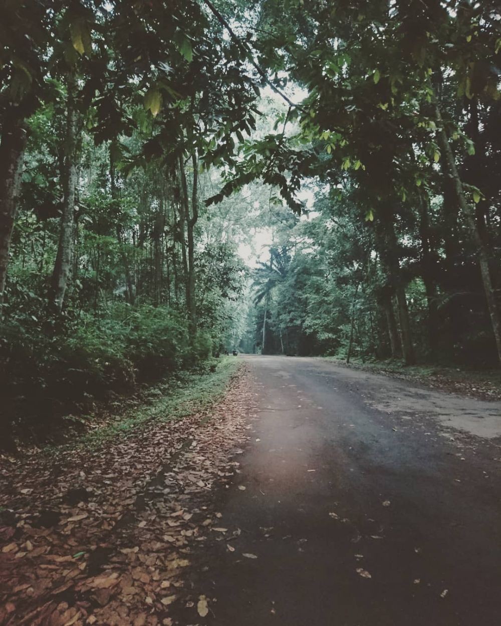 10 Tempat Wisata Horor di Bogor, Pesona Alamnya Tetap Indah 