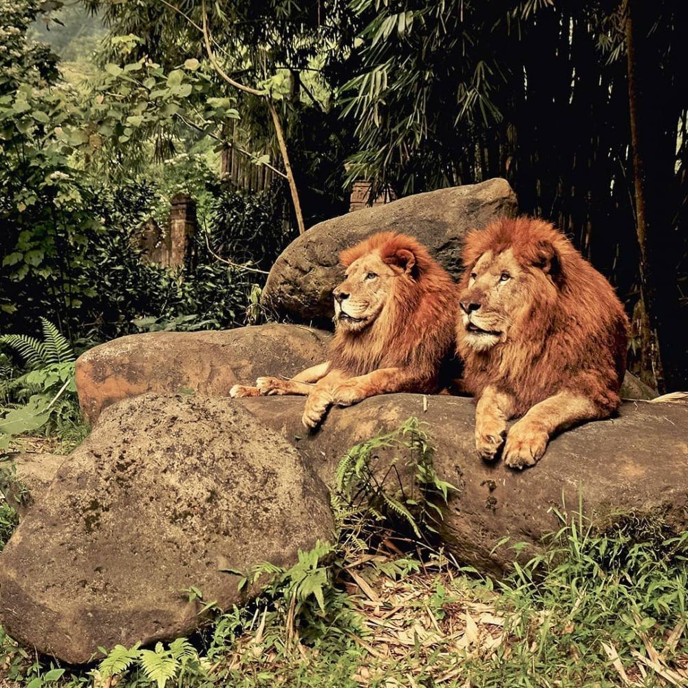 Tempat Wisata Taman  Safari Bogor Harga Tiket Rute  dan 