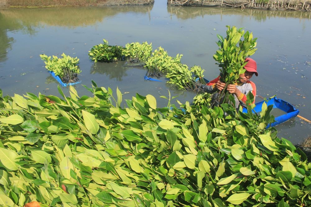 Ancaman Rob di Pantai Timur Sumsel, Kasus Nyata Kerusakan Mangrove 