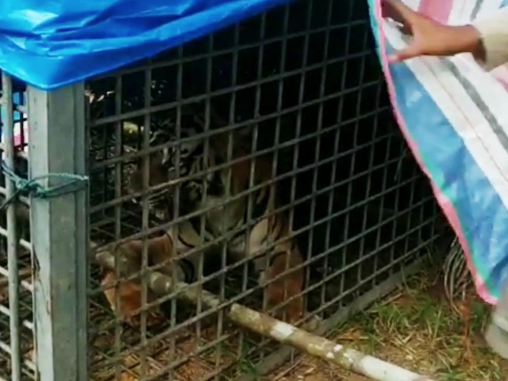 Serang Warga Padang Lawas, Seekor Harimau Ditangkap Tim Gabungan