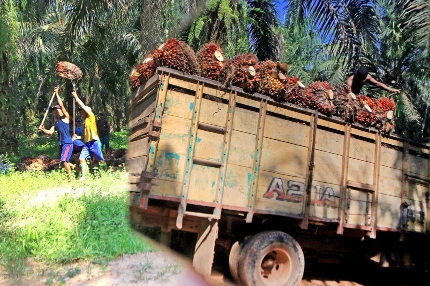 Mencontoh Brazil, Jokowi Ingin Sukses Kembangkan Biodiesel Sawit