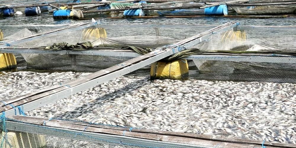 Tak Hanya Belerang, ini Penyebab Ikan di Danau Batur Mati