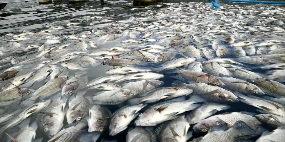 Musim Kemarau, DPPKP Bantul Waspadai Ikan Budidaya yang Rentan Sakit