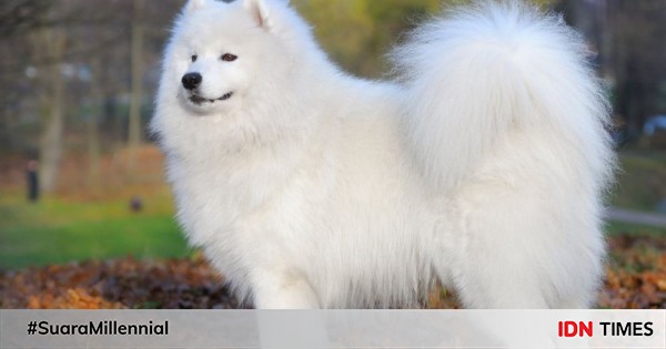 26++ Anjing labrador putih release