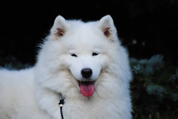 Imut Ini Samoyed Ras Anjing Yang Berbulu Putih Seperti Awan
