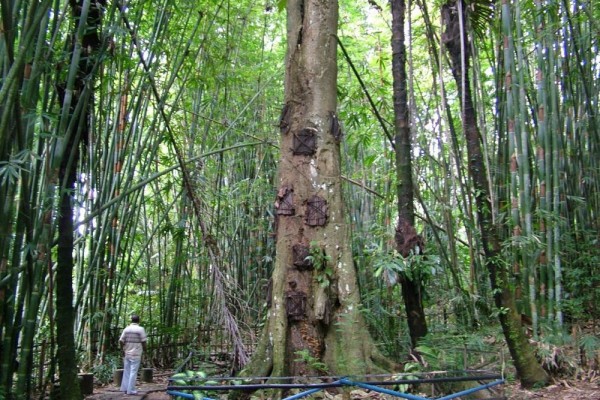 Jadi Tujuan Wisata, Ini 7 Fakta Unik Kuburan Bayi di Tana Toraja