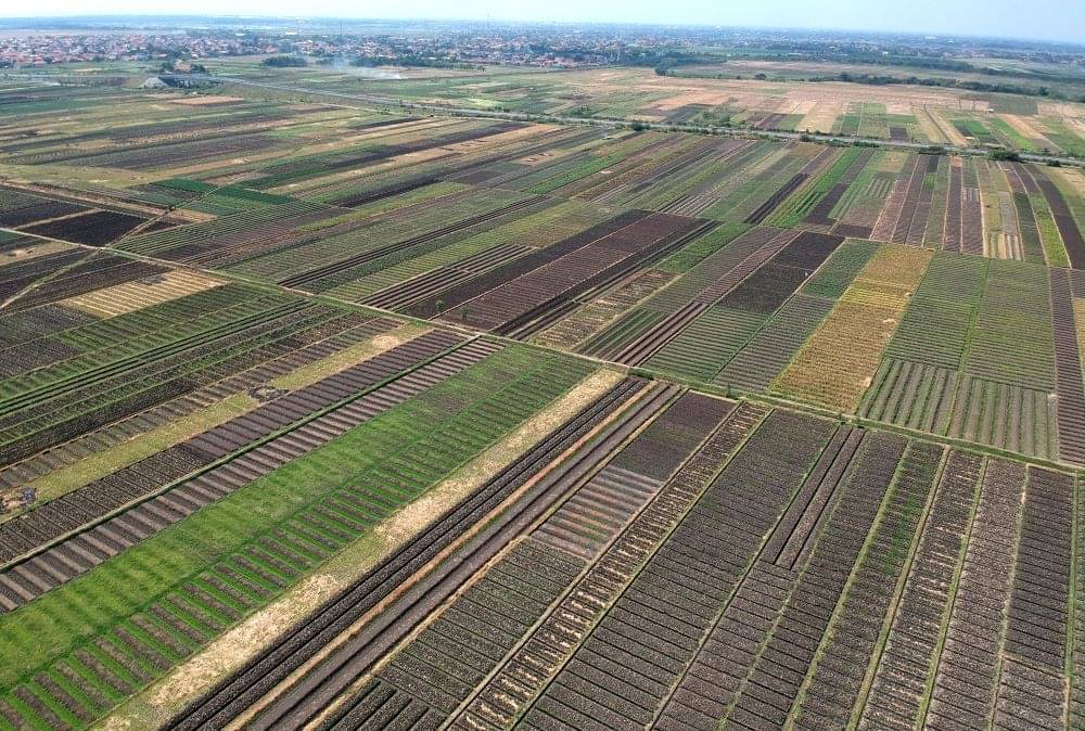 Ratusan Hektare Sawah Di Banten Gagal Panen Gara-gara Banjir