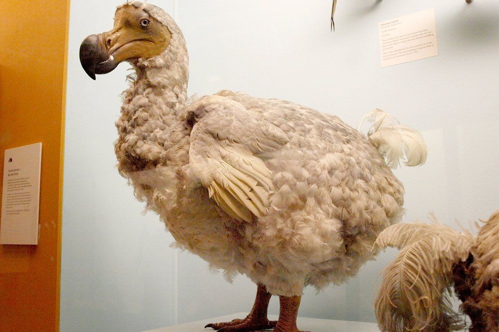 Fakta Unik Burung Dodo  Punah Tak Terbang