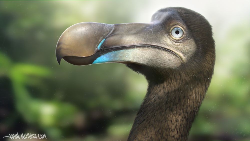 19++ Burung dodo ditemukan kembali terbaru