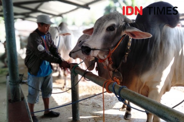 Hindari Daerah Wabah, Hewan Kurban di Jateng Dikirim Lewat Tol Laut