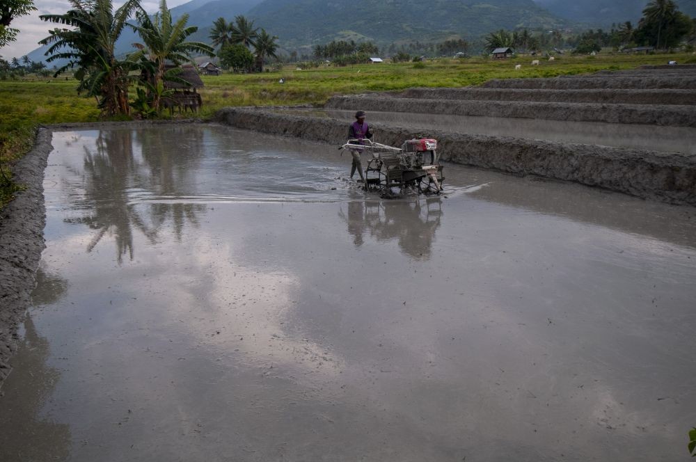 Cuaca Ekstrem, Puluhan Hektare Sawah di Balikpapan Terendam Air 