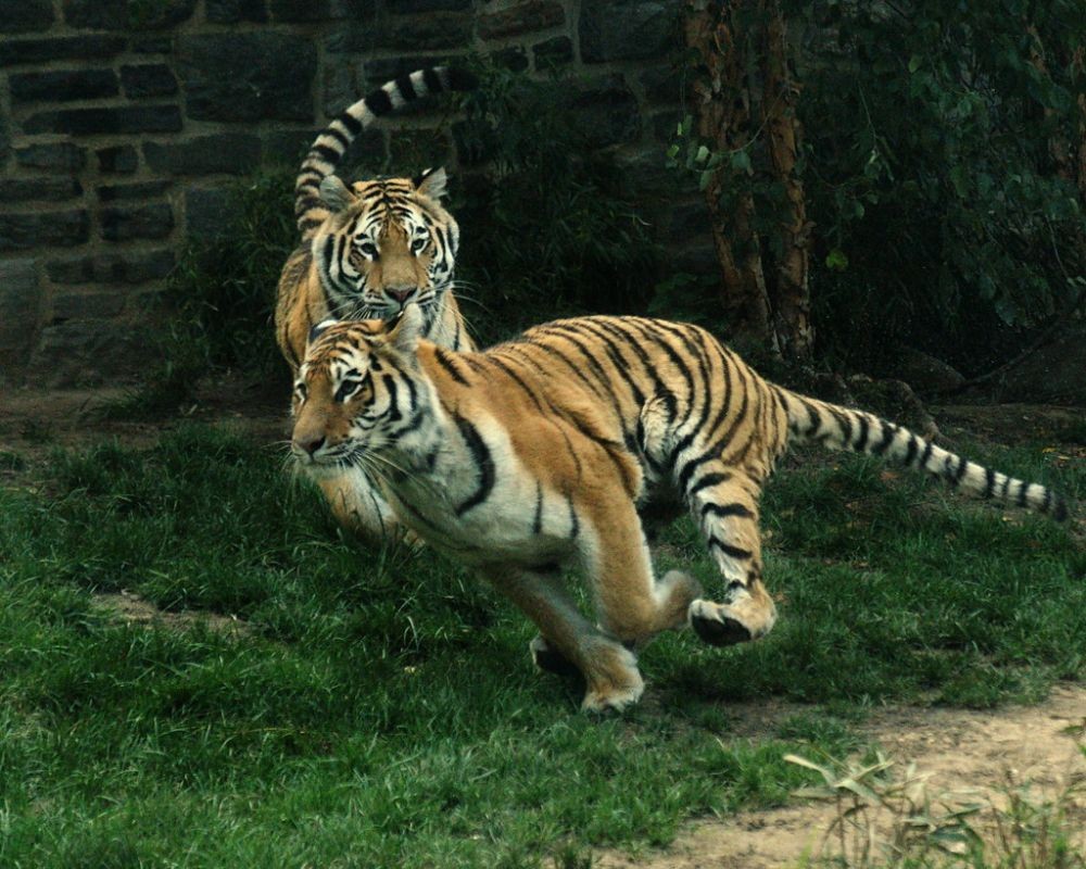 Memperingati Hari Harimau Sedunia, Ketahui 16 Fakta Kucing Besar Ini