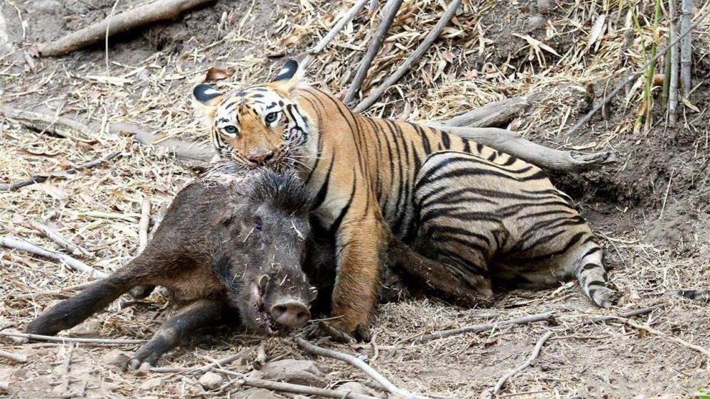 Harimau yang Tertangkap di Palas Mulai Pulih, Segera Dilepas ke Hutan