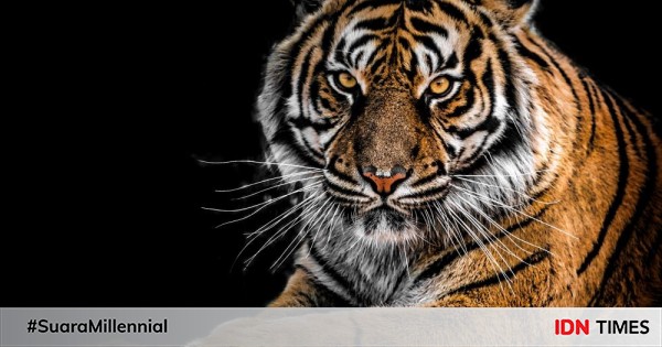 Memperingati hari harimau sedunia, ketahui 16 fakta kucing besar ini