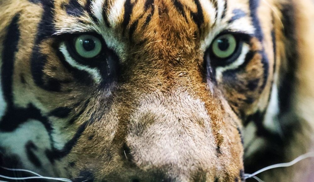 Diresahkan Penampakan Harimau, Warga Tongging Takut ke Kebun